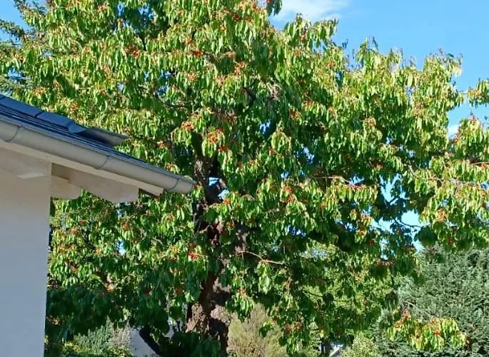 Forêt De La Sprée - Spreewald * Werben (Brandenburg)